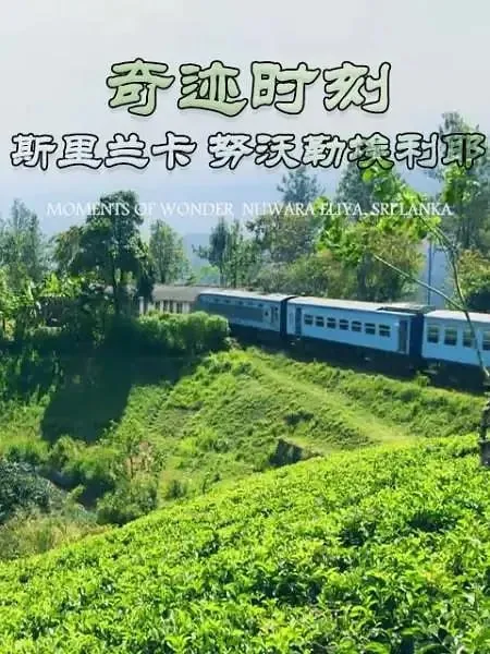 奇迹时刻：斯里兰卡努沃勒埃利耶（2019）