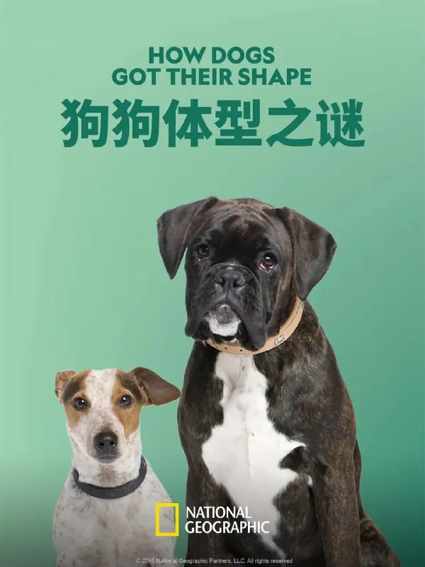 狗狗体型之谜（2016）